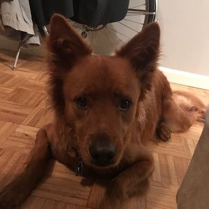 Meet your Posher, George